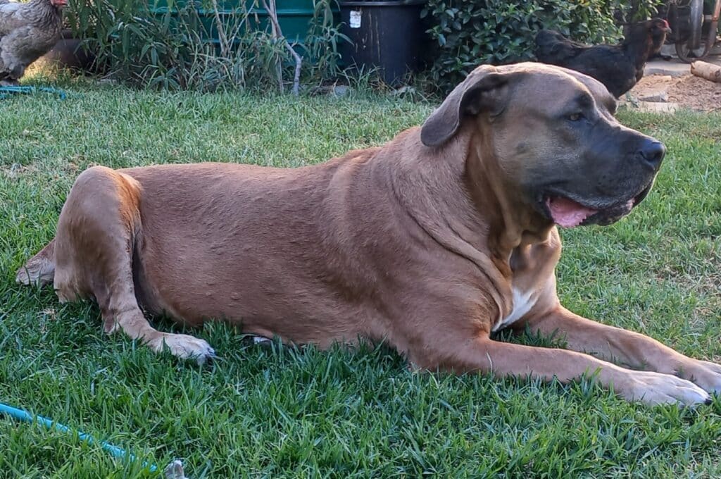 a brown dog covered in bumps from a skin infection that was relieved with a special shampoo. 