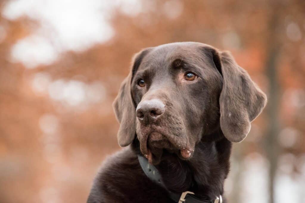 Dog with a thoughtful expression outdoors, highlighting cancer treatment options.