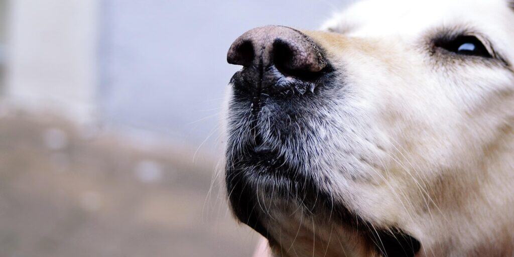 Close-up of a calm dog with a gentle expression, highlighting pet cancer awareness.