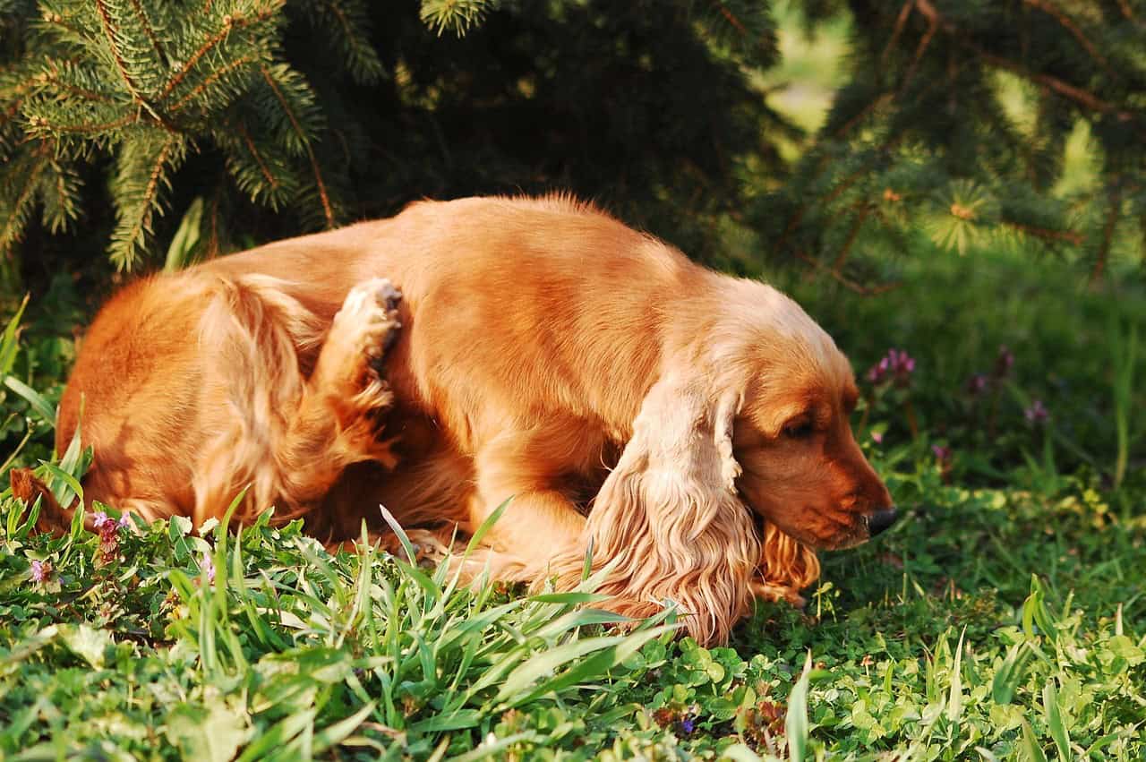 Steps to Manage Skin Allergies in Dogs Once and For All