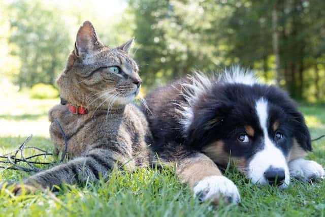 dog and cat can receive ivermectin and fenbendazole in small doses.