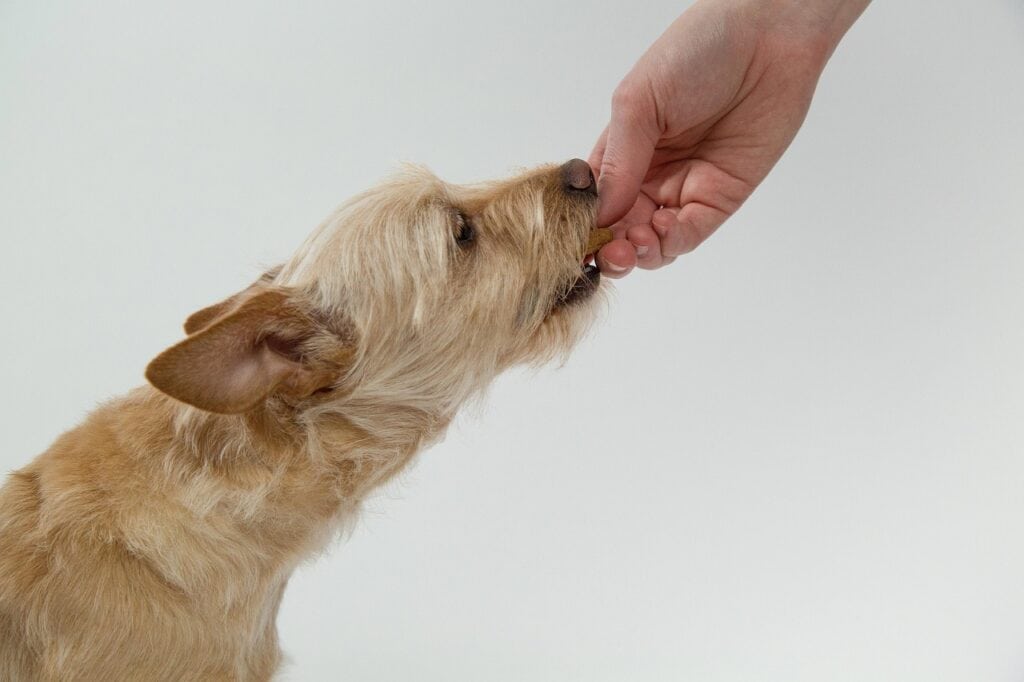 Dog receiving a treat from a hand, promoting pet health and cancer support.