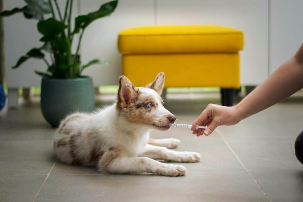 Dog lying on floor receiving medication for mast cell tumor treatment.