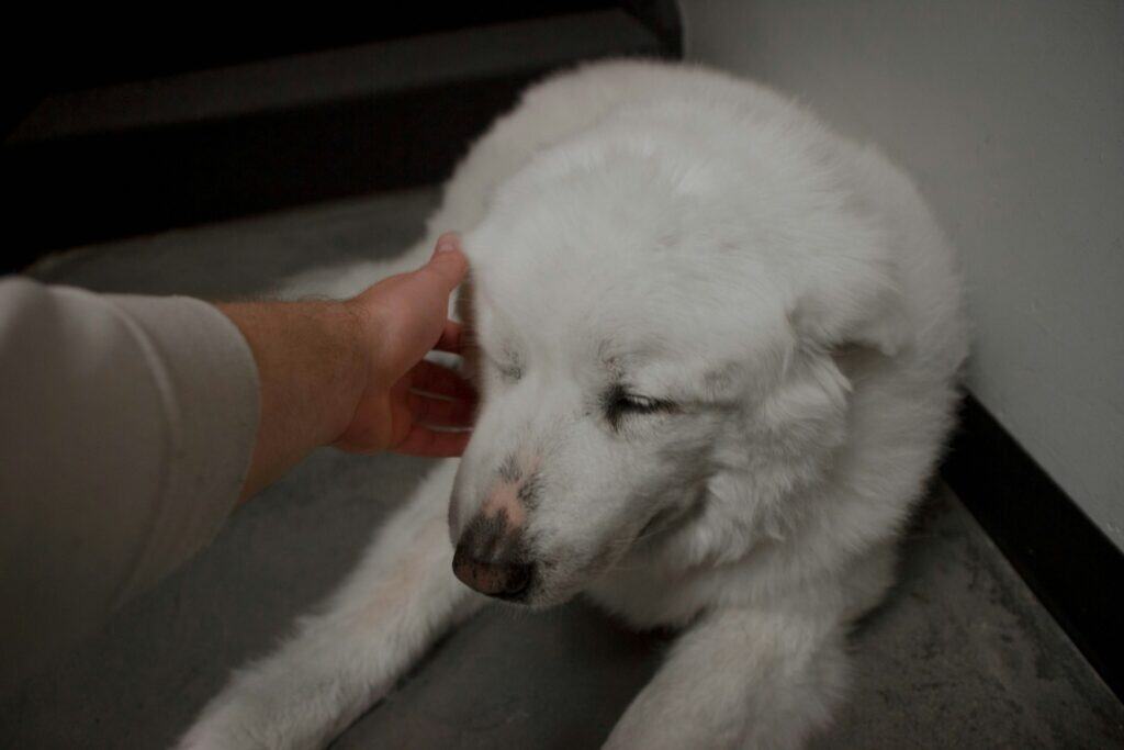 Support for Dogs Battling Cancer | Dog Cancer Journey.