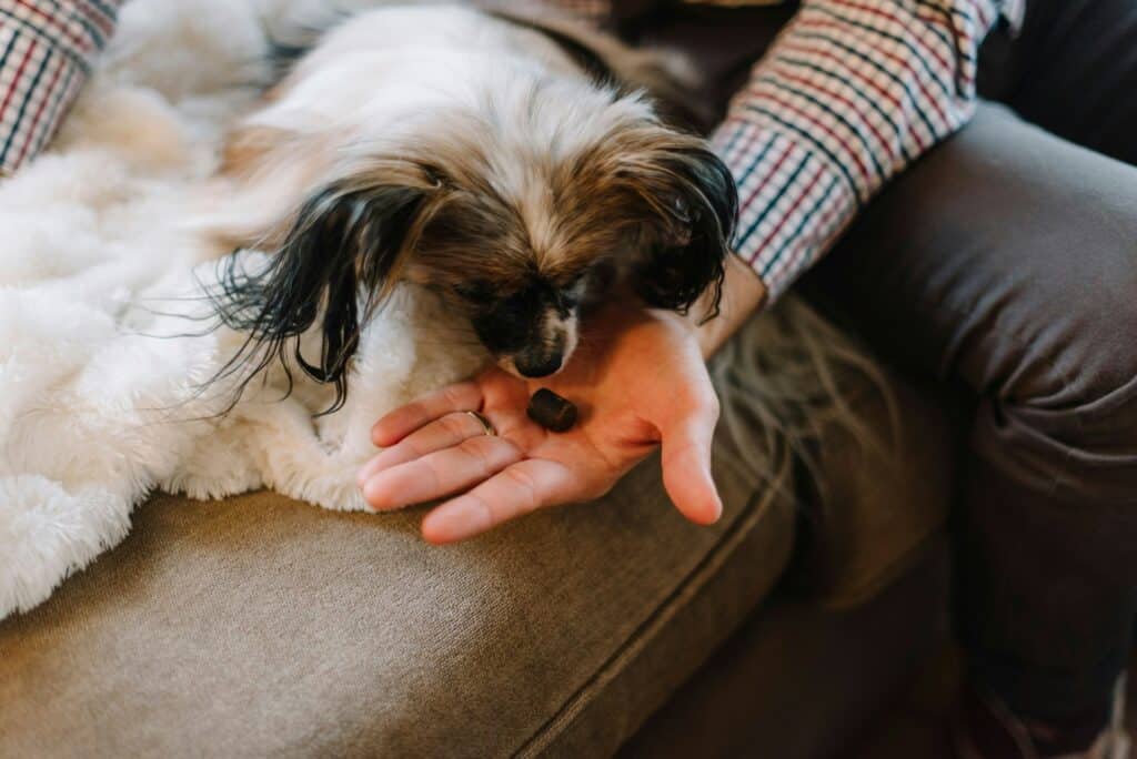 Dog receiving comfort and care during cancer treatment.