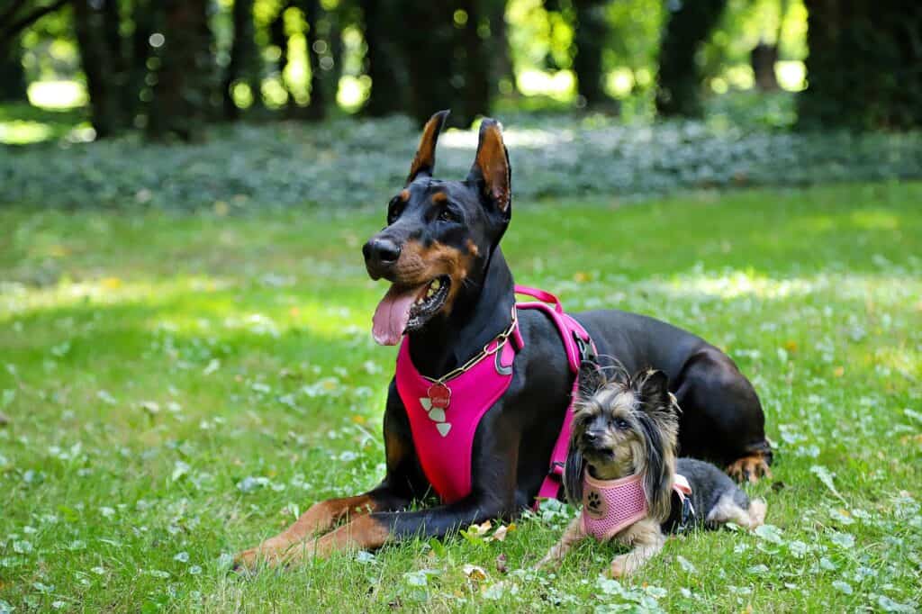 A doberman and Yorkie wearing pink harnesses showcasing the pet accessories that can be used to lift pets when they can no longer walk or support themselves. 