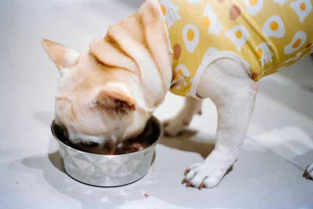 Dog eating from a bowl, focusing on nutrition for canine cancer support.