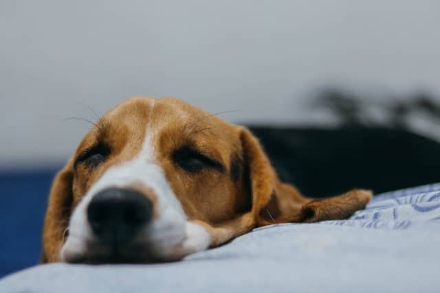 Mast cell cancer in dogs can be dangerous; early detection is crucial for effective treatment.