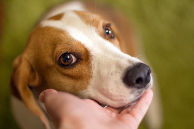 The Dangerous Side of Mast Cell Cancer in Dogs