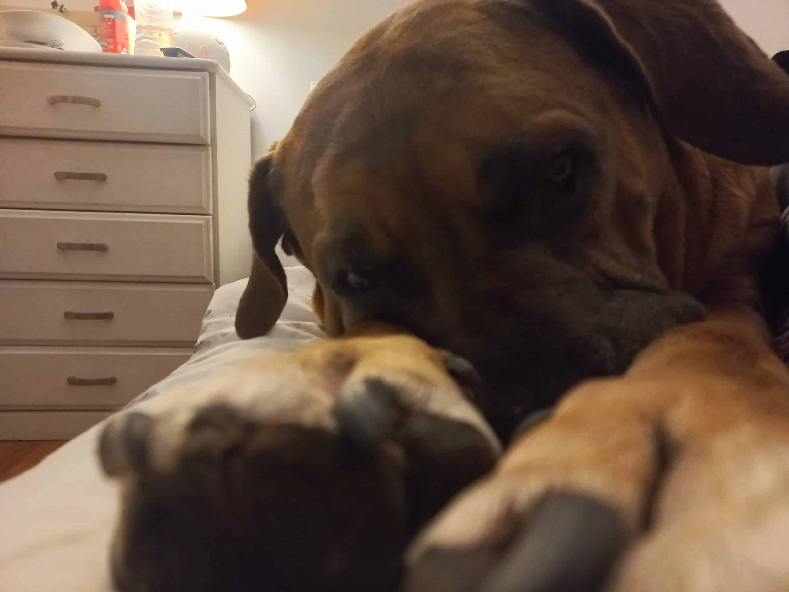 my dog Blueberry relaxing on the bed after receiving chemotherapy for splenic cancer. 