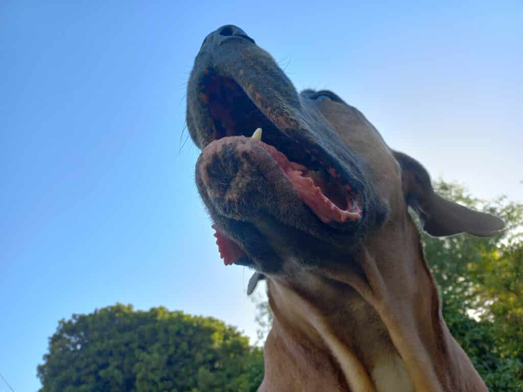 Blueberry's face of hope during her chemotherapy treatment. 