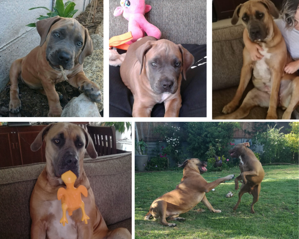 memories of my dog Blueberry, a boerboel I lost to hemangiosarcoma. 