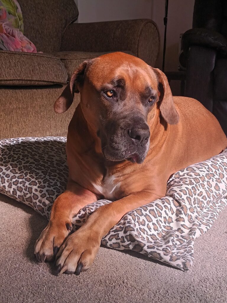 A beautiful picture of my boerboel, Blueberry who lost her battle to splenic cancer.