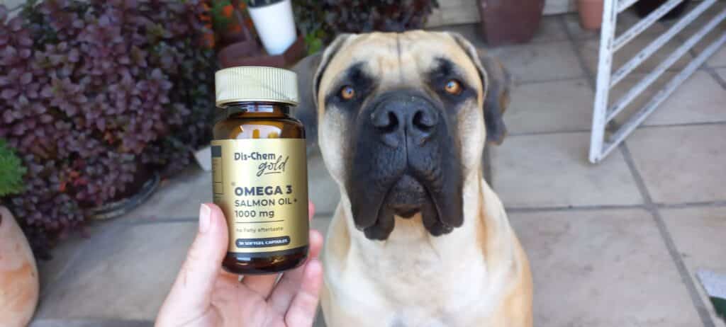 Big dog getting salmon oil to support her joints. Salmon oil is a supplement added to the dog cancer diet.