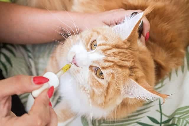 A ginger and white cat receiving CBD oil in a clear medicine dropper.