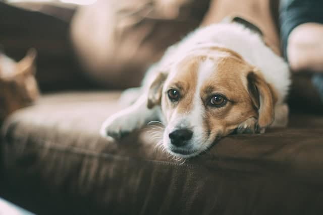 Dog resting on sofa, receiving chemotherapy treatment at home.