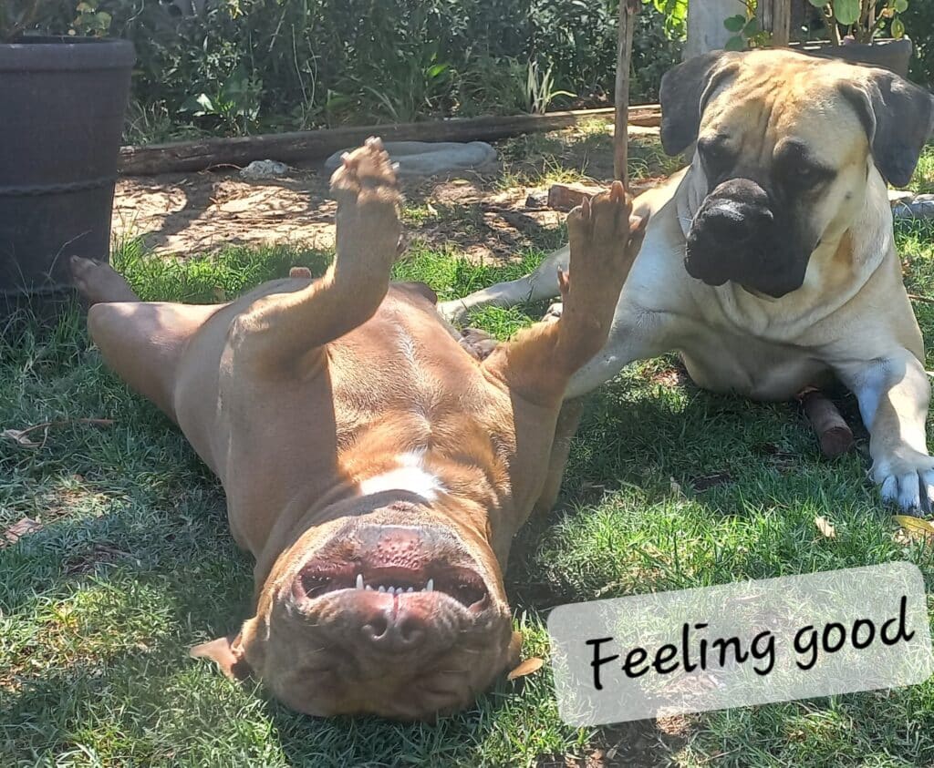 brown pitbull lying on his back relaxing after his CBD tincture to help with anxiety and fight cancer in pets. 