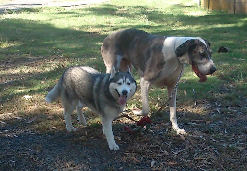 A husky Ice walking with a Great Dane before he as diagnosed with osteosarcoma.