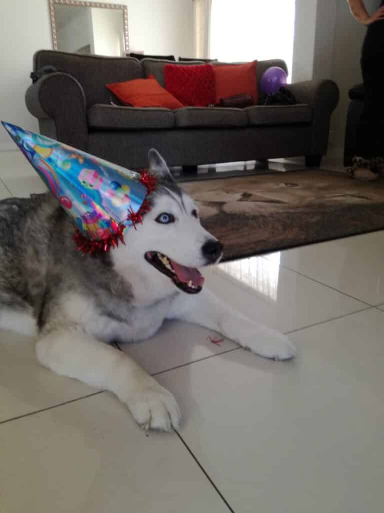 Ice the husky celebrating a birthday wearing a party hat. It was taken before he was diagnosed with bone cancer.