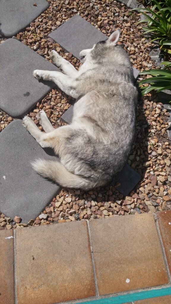 Husky lying on a sunny path, relaxing while coping with the symptoms of bone cancer.