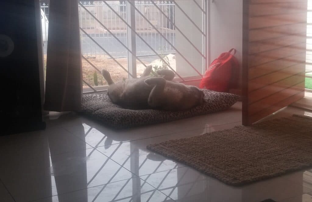 Ice the husky lying on his back on his dog bed, resting after pain medication for osteosarcoma.