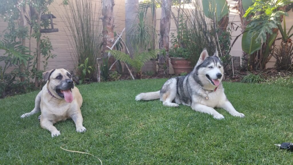 Ice the husky and Sasha the boerboel both passed from cancer.