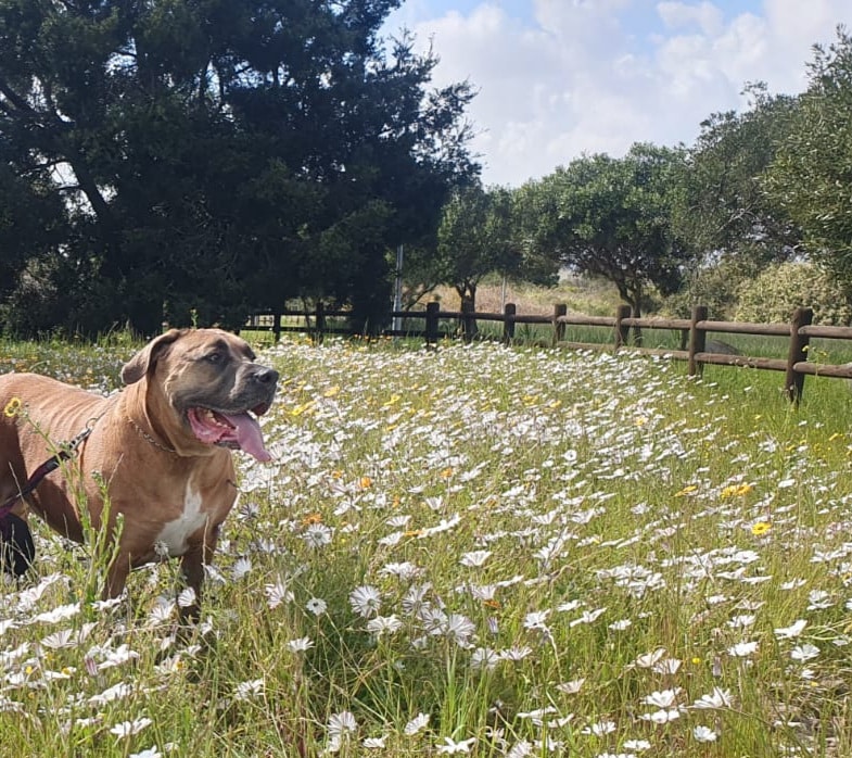 Coping with the grief of losing my dog Blueberry by appreciating the good days, special memories, and my reliance on faith. 