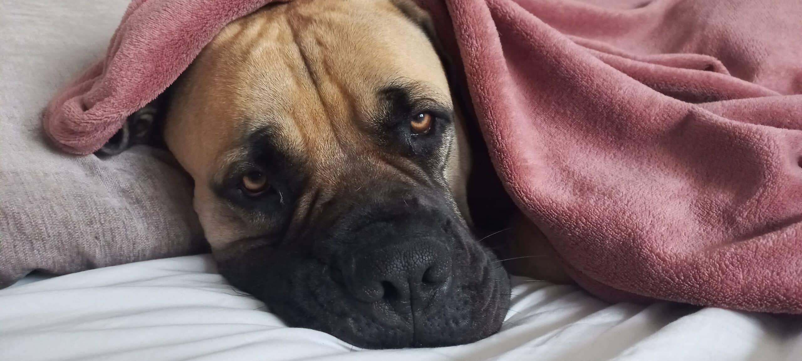 How to Settle Your Dog’s Upset Tummy