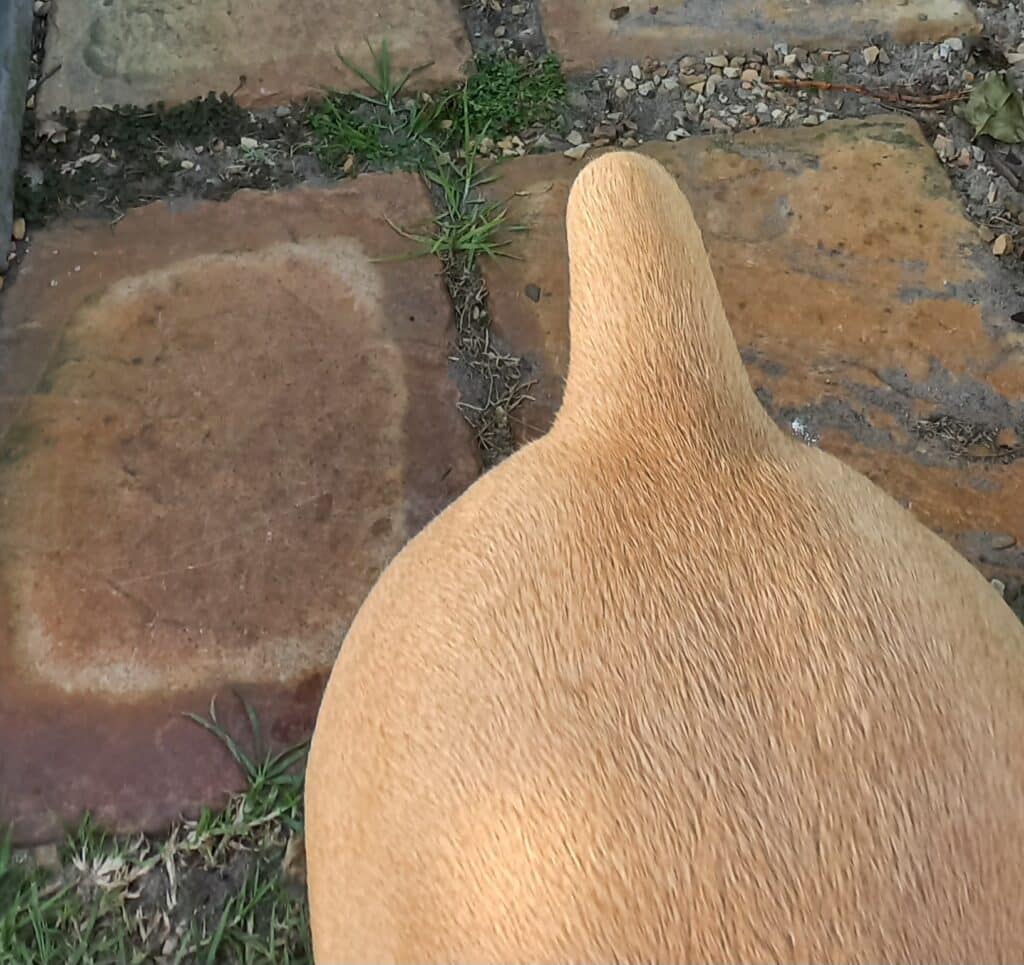 Smooth hair that has grown over two dry bald spots on a Boerboel's skin after receiving salmon oil and coconut oil.