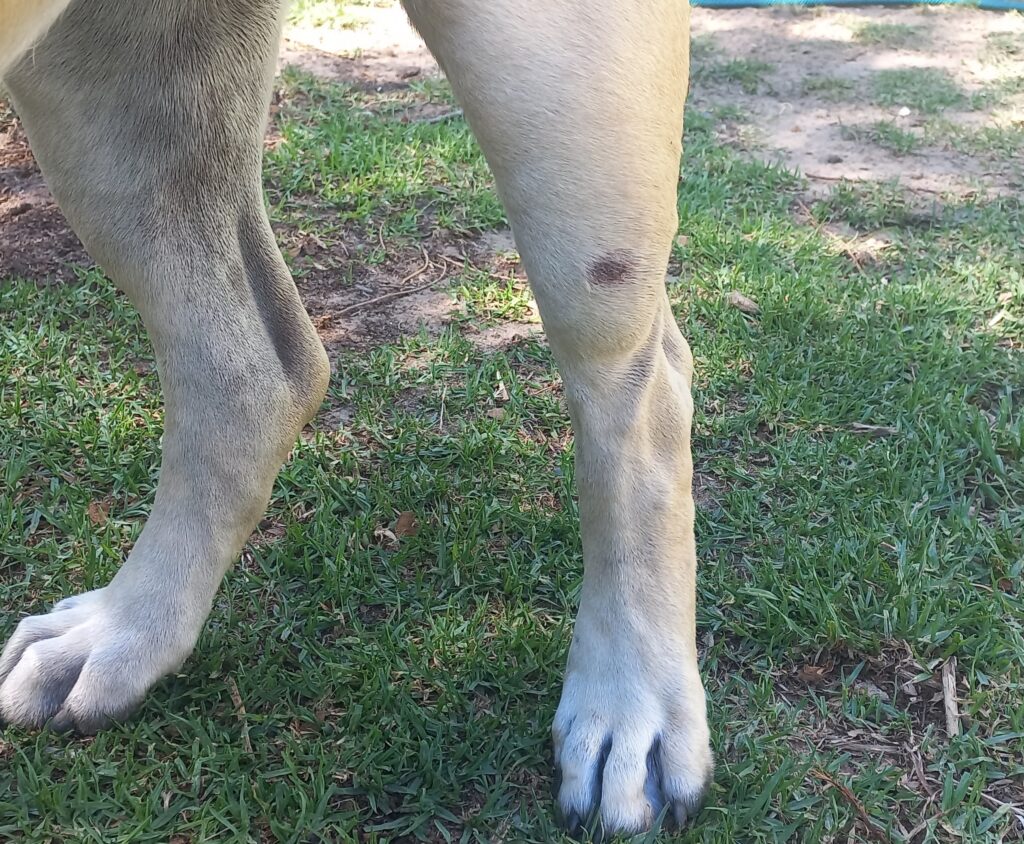 A small bald patch on the dog's hind leg where salmon oil and coconut oil are used to heal the skin and get the hair to grow back.
