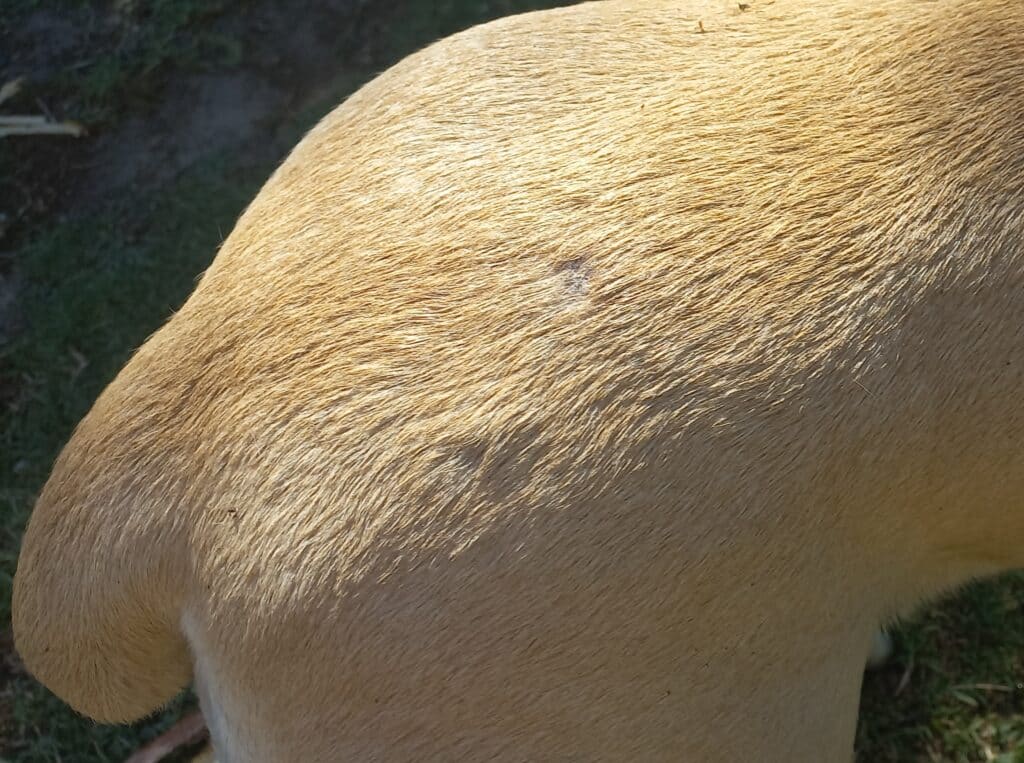 Close-up of patches on a dog's skin because of cysts and skin allergy.