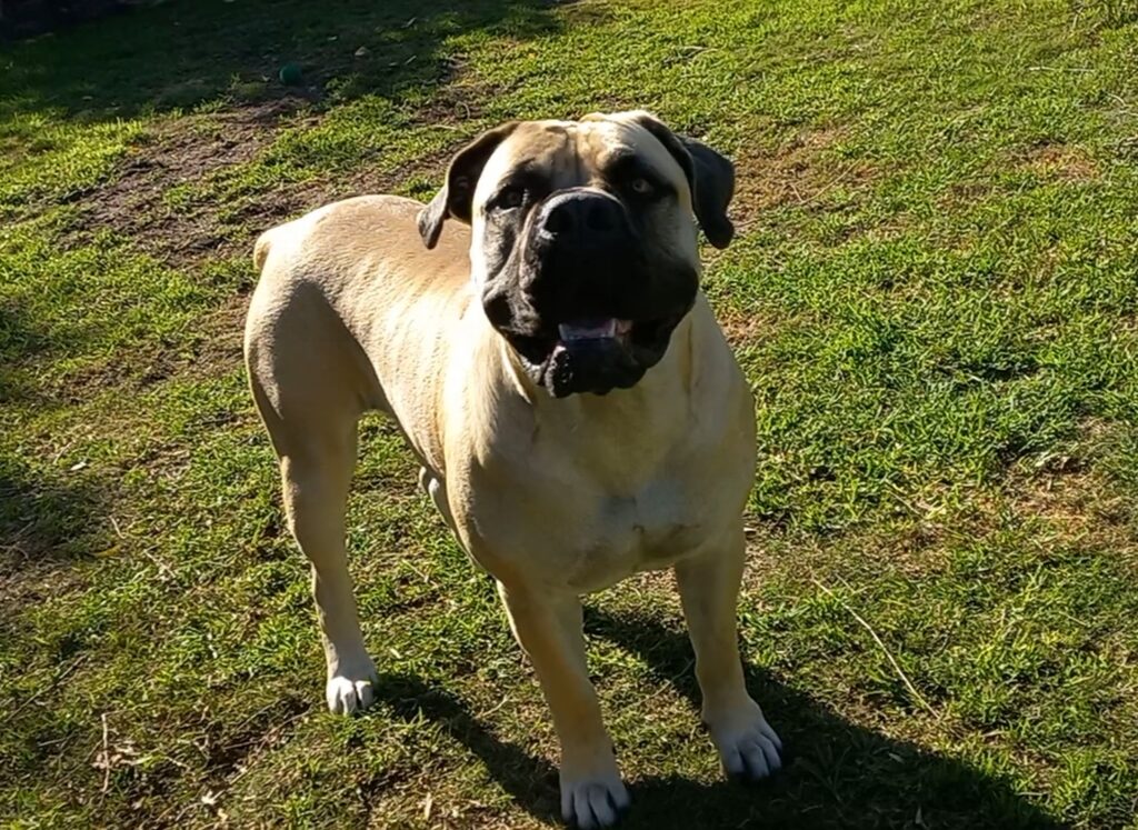 Roxy-Mae, the boerboel showing a full and smooth coat after receiving months of salmon oil and coconut oil.