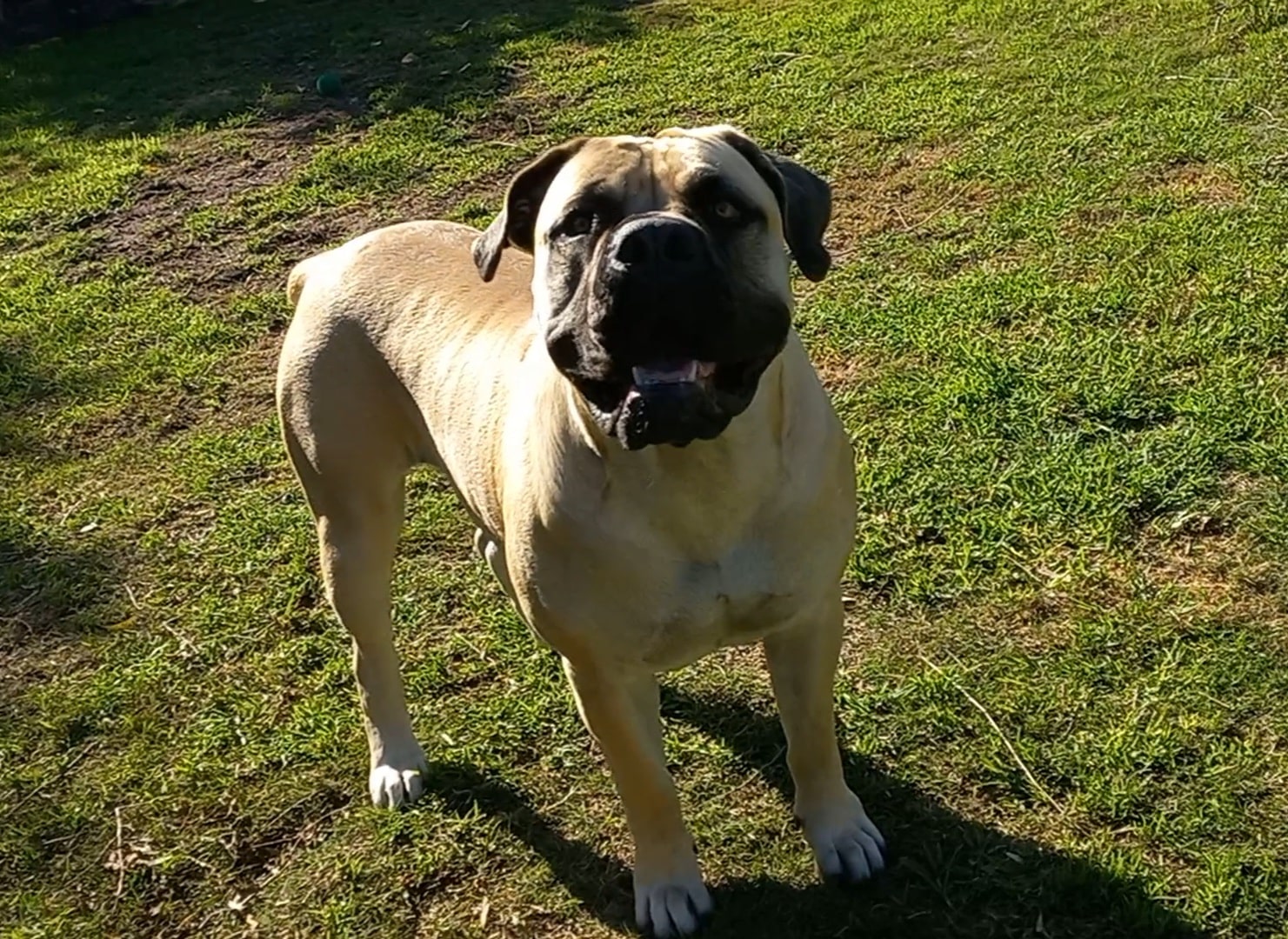 Dog Hair Regrowth Tips: How I Healed Roxy-Mae’s Bald Spots