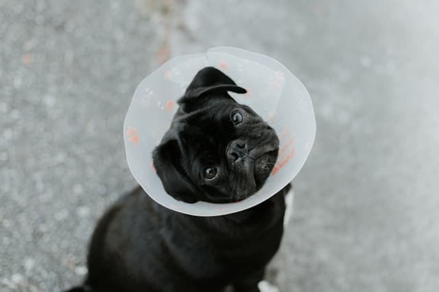 A pug wears a plastic cone to stop it from scratching and irritating its skin.