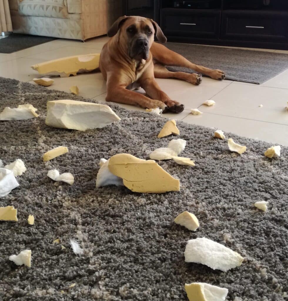 Dogs with arthritis need a durable bed with a sturdy cover to prevent destroying the foam.