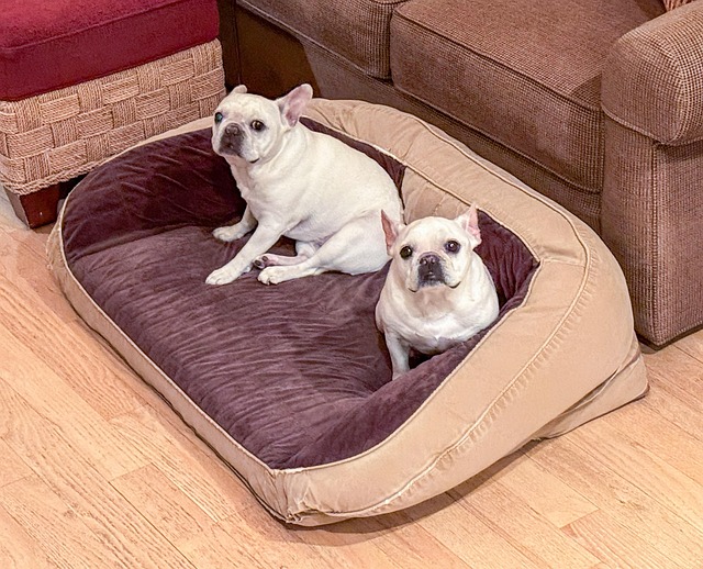 Pets with arthritis benefit from low profile beds that reduce the strain on the joints when walking onto the bed.