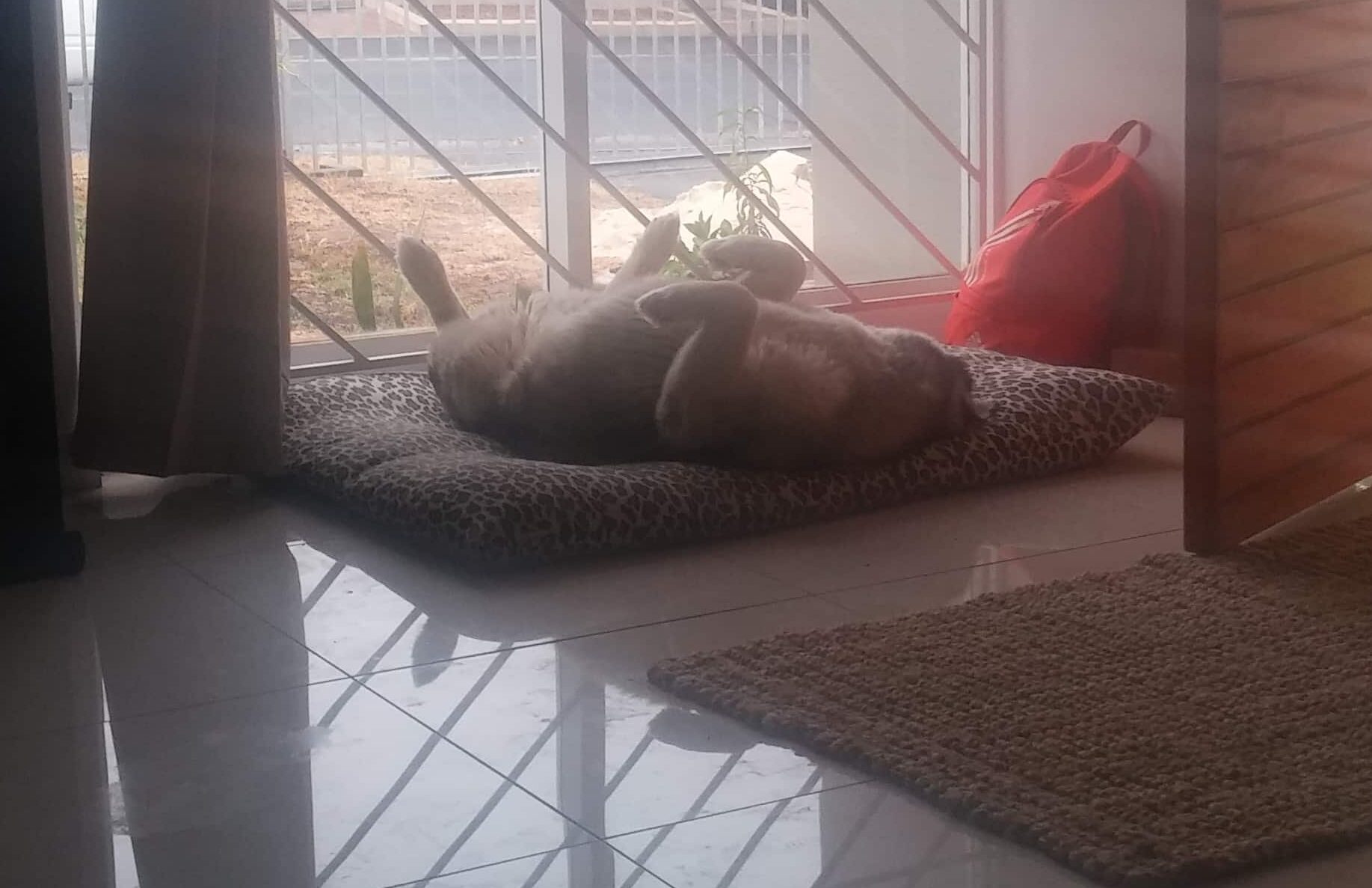 Ice the husky lying on his back on his dog bed, resting after pain medication for osteosarcoma.