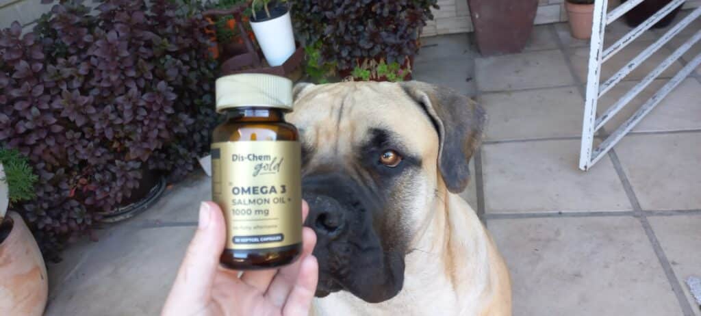 Roxy-Mae, a boerboel, stares at a bottle of salmon oil. She receives a capsule daily to help with dry and patchy skin.