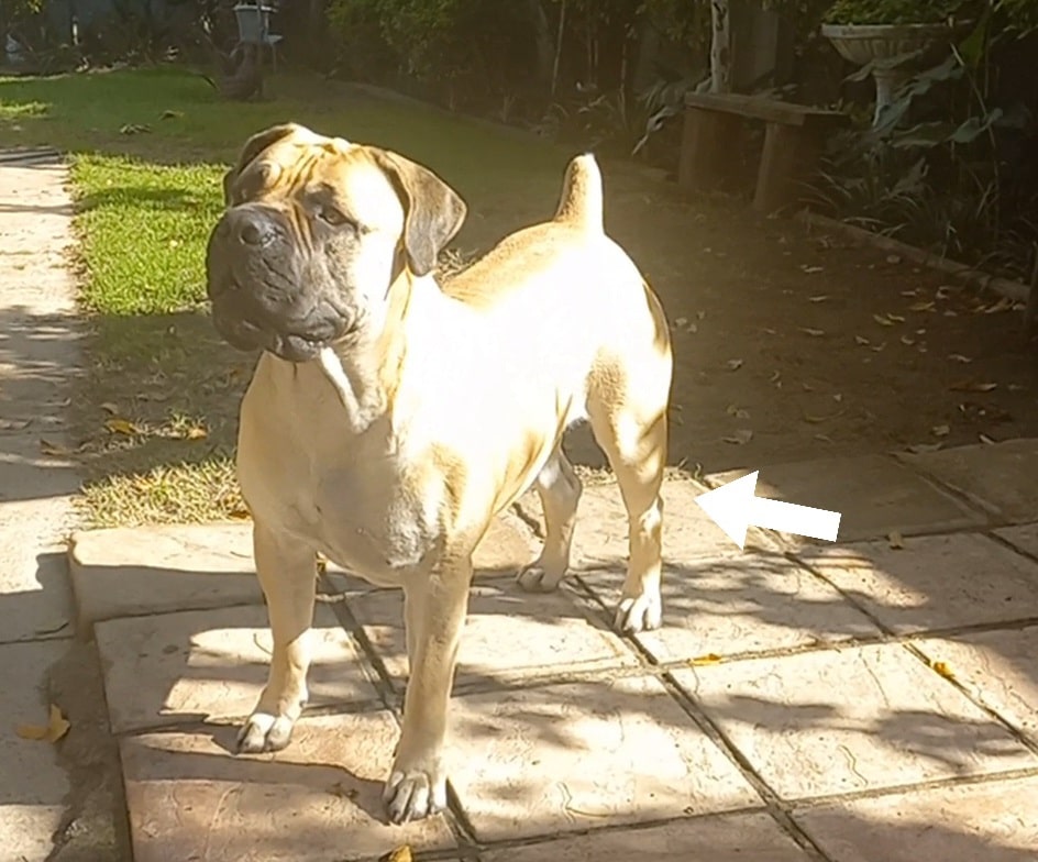 An after photo of the hair regrowth on a boerboel's leg after an infected cyst left a bald spot.