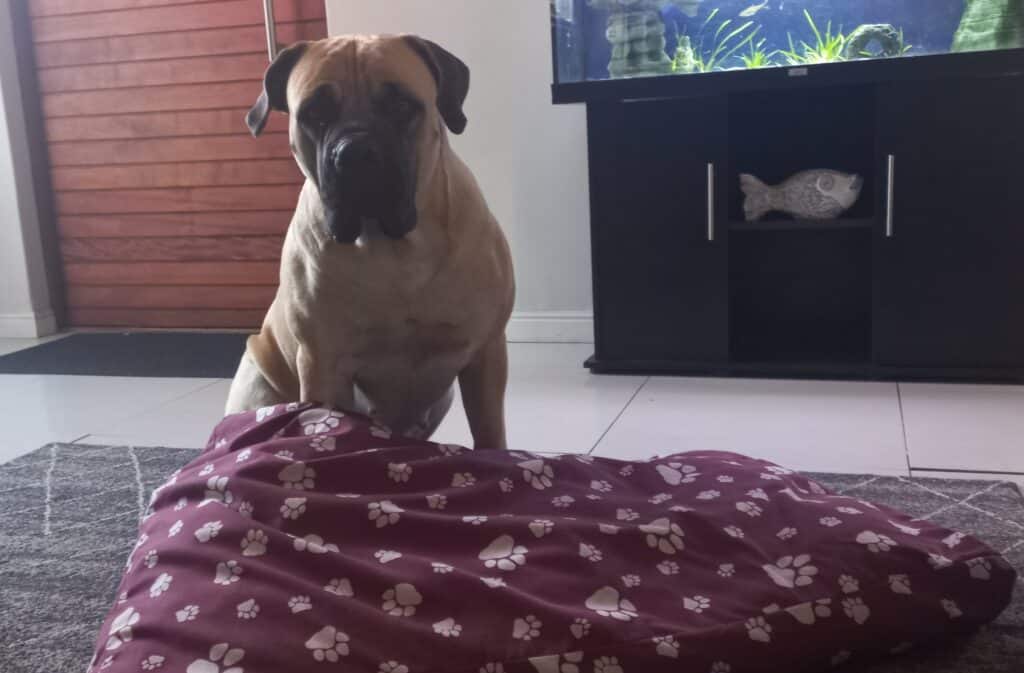 Big boerboel sitting next a dog bed that is lumpy and lacks support for arthritis and joints.
