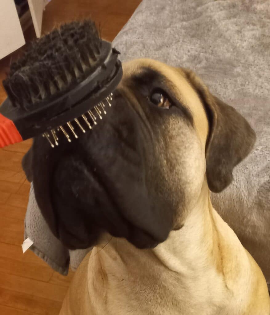 Regularly brushing your dog's coat will prevent matting and spread natural sebum across the skin for hair growth.