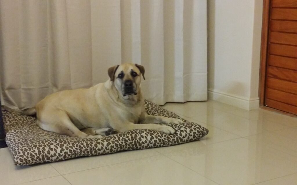 Older dogs and cats need a supportive bed that aligns their joints and alleviates physical stress.