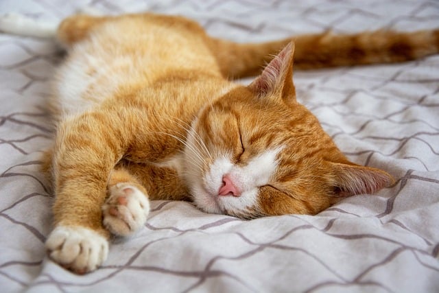 Cat lying on a supportive mattress to ease the pain of arthritis.